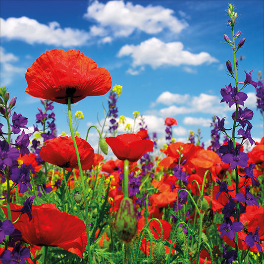 Poppy Field Blank Card